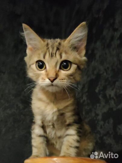 Котенок фенотип Мейн-кун