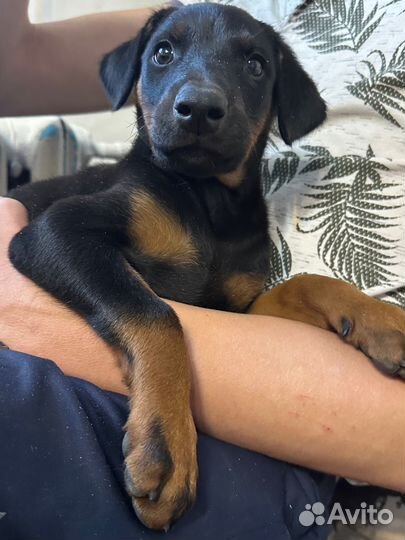 Щенок добермана девочка