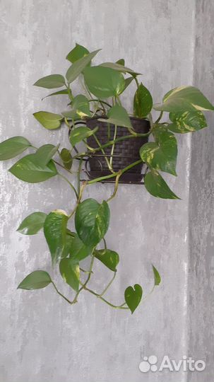 Сциндапсус Золотистый