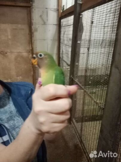 Попугаи неразлучники