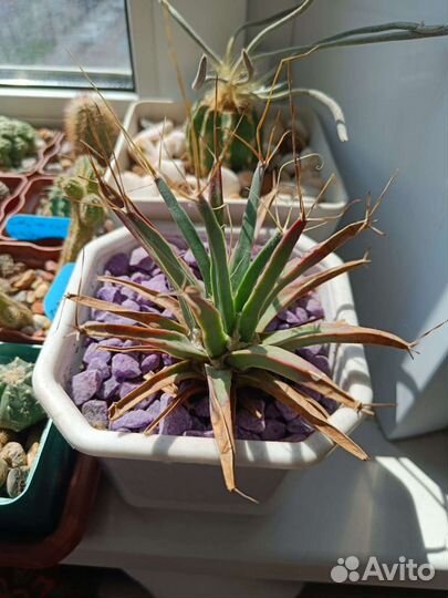 Leuchtenbergia principis