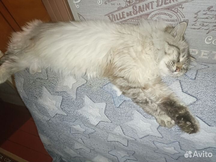 Котята бобтейл