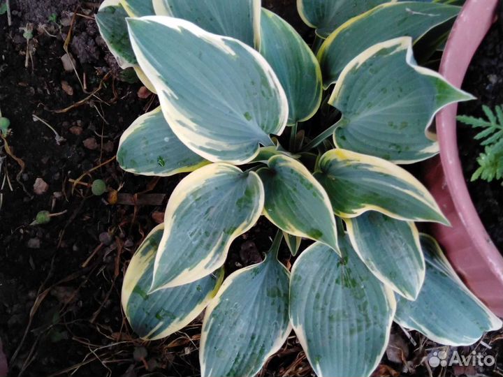 Хоста разные сорта