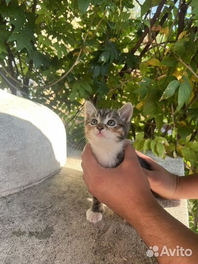 Кошки в добрые руки
