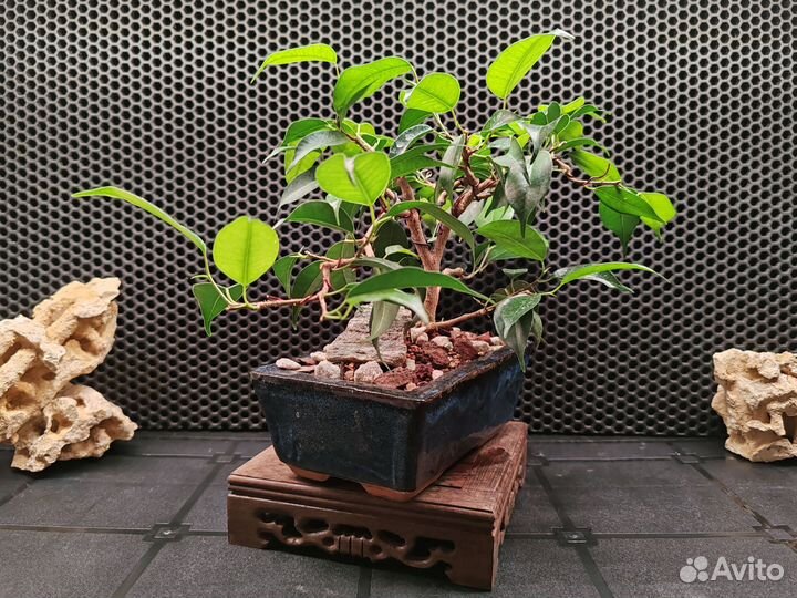 Фикус бенджамина