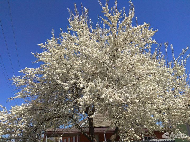 Жердель саженцы