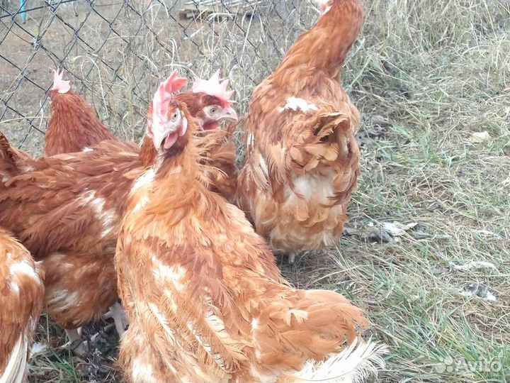Куры несушки