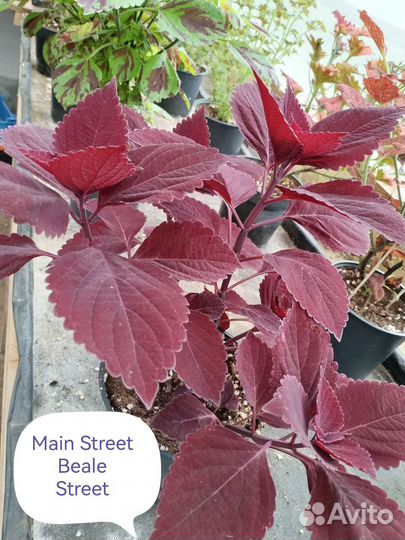 Колеусы вегетативные