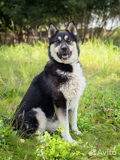 Овчарка, метис в добрые руки