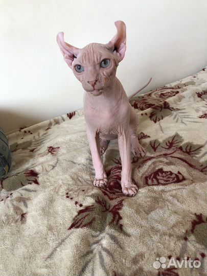 Канадский сфинкс эльф