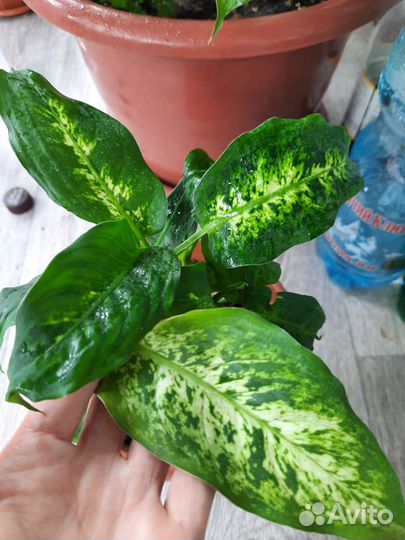 Диффенбахия,шефлера,хатиора,гинура,фикус