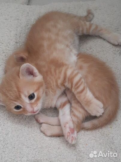 Коты рыжие