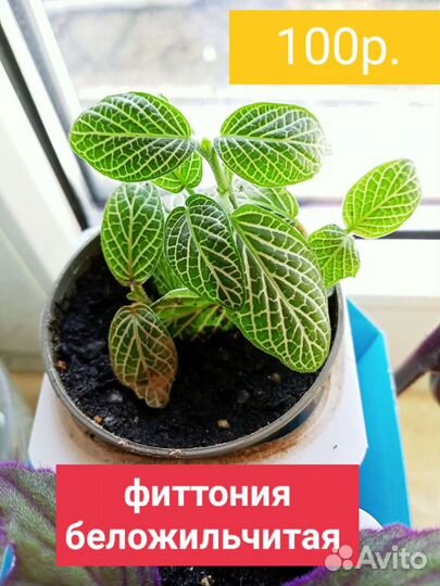 Домашние цветы