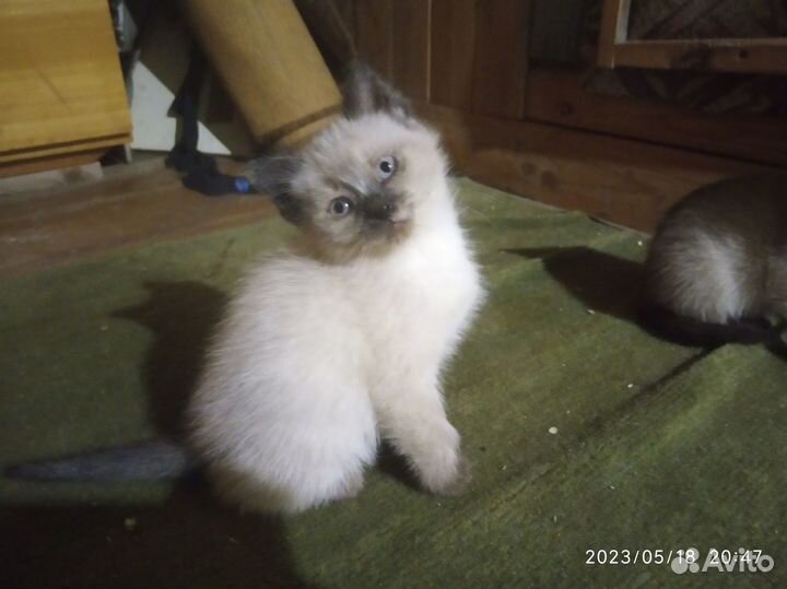 Кошечки сиамские