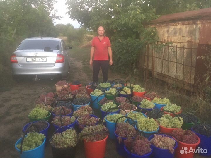 Саженцы винограда