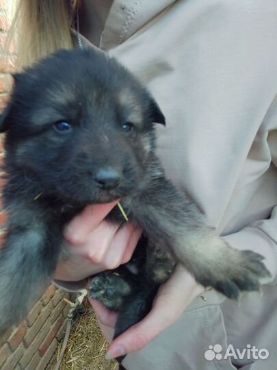 Собаки щенки немецкая овчарка