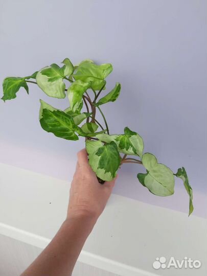 Сингониумы сортовые-3