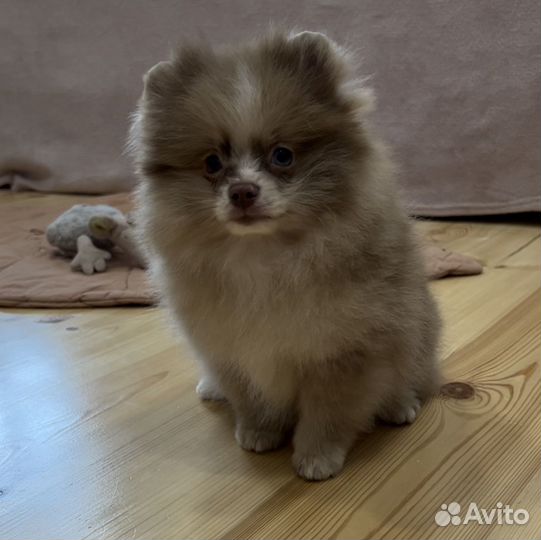 Померанский шпиц мерле мальчик