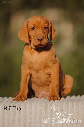 Выжла щенки из питомника