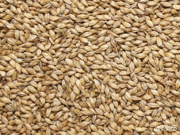 Солод Ячменный вискарный 