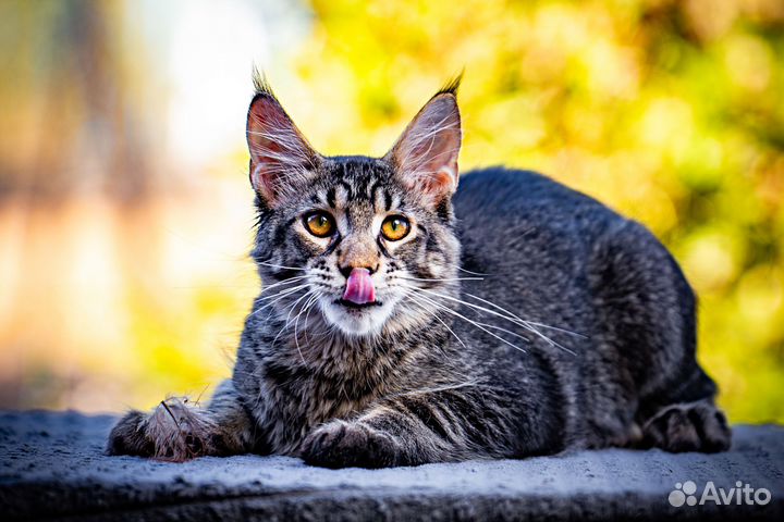 Котята мейнкуна