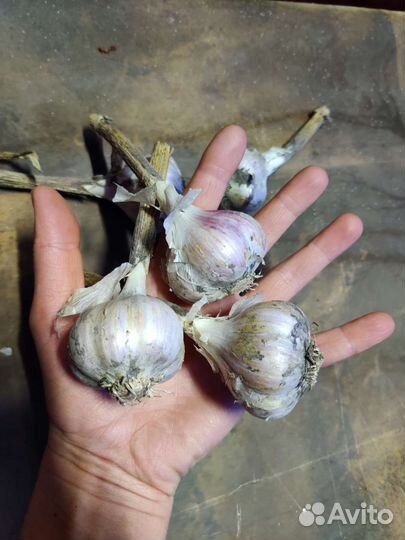 Свежие овощи и зелень из деревни