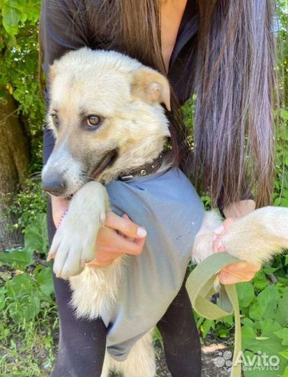 Собака в добрые руки