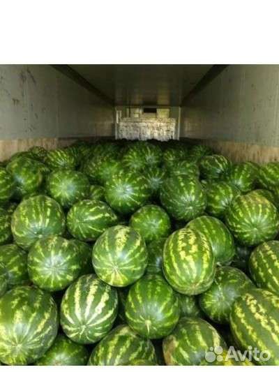Арбуз оптом Каристан