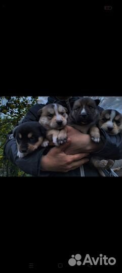 Щенки хаски