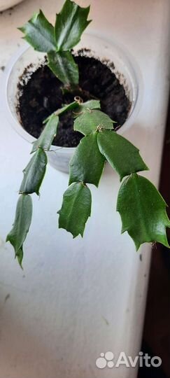 Цветок Декабрист