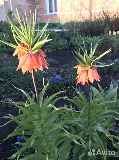 Рябчик императорский