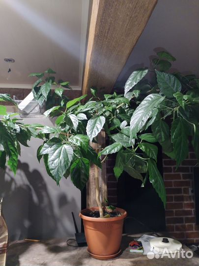 Гибискус огромный можно в офис