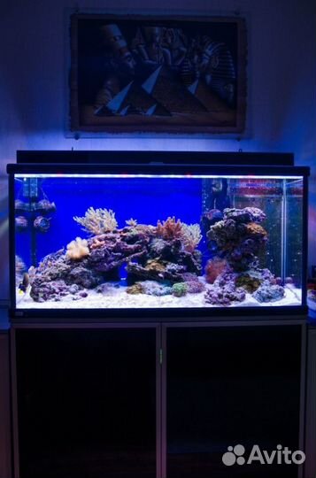 Морской аквариум 500 литров