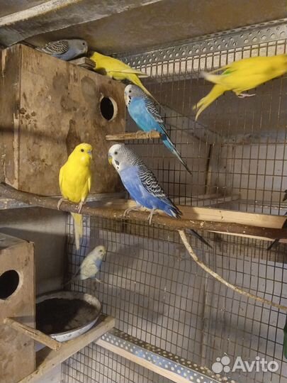 Волнистые попугаи и неразлучники