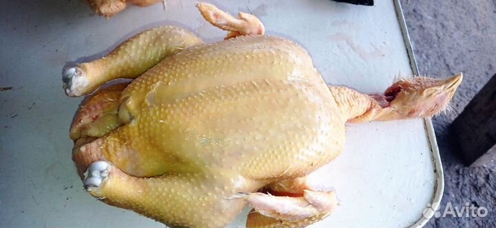Куры бройлеры тушками
