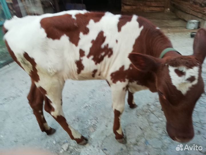 Продаётся теленок