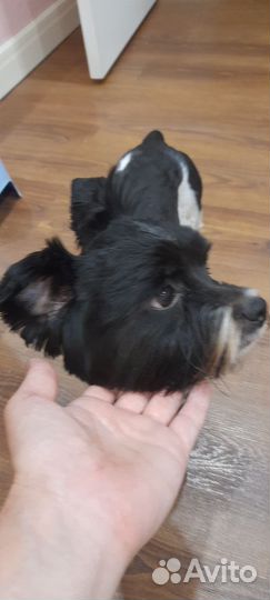 Бивер йорк мальчик(вязка)