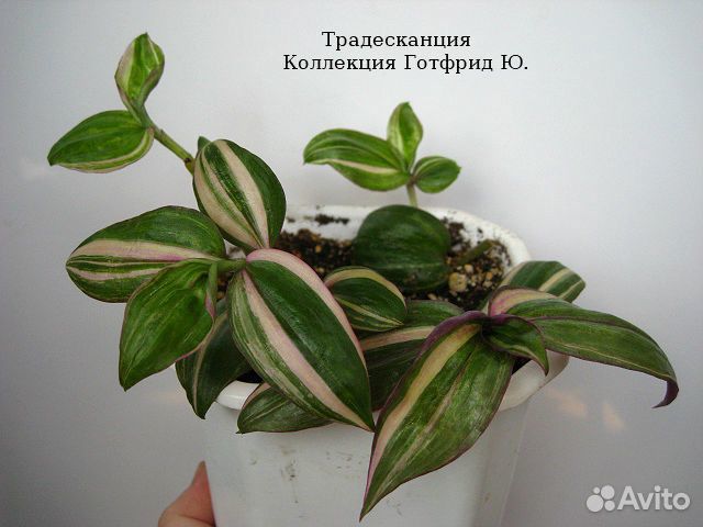 Традесканция