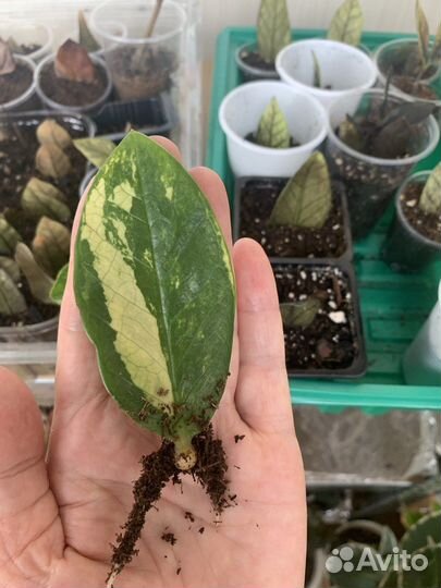 Замиокулькас white milk