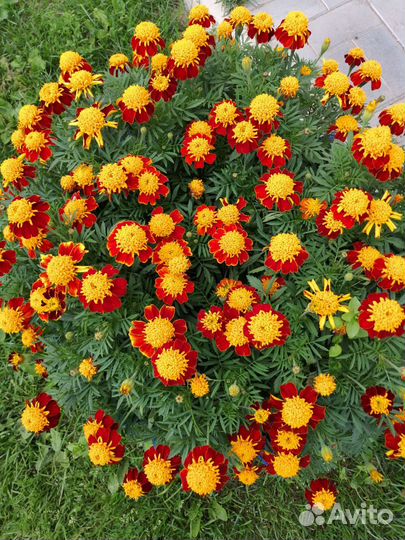 Рассада бархатцы