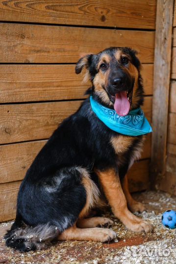 Метис овчарки в добрые руки