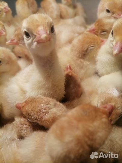 Индюшата биг6, Грейд Мейкер