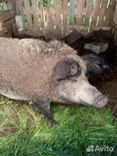 Свиноматка