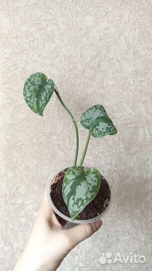 Сциндапсус пиктус треби