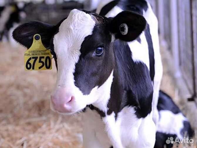 Телята бычки