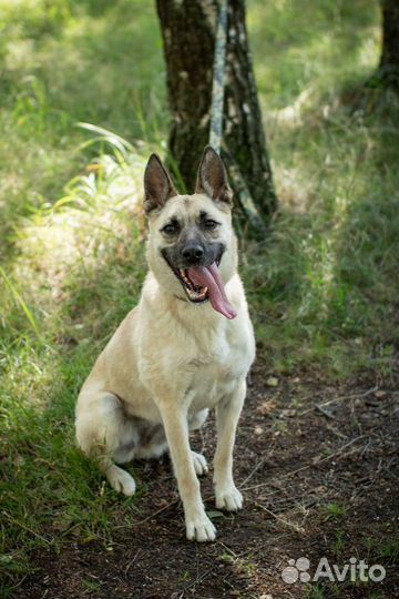 Красавица собака ищет любящих хозяев