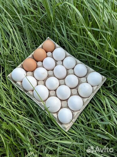 Домашние куриные яйца
