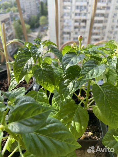 Перец комнатный (декоративный)