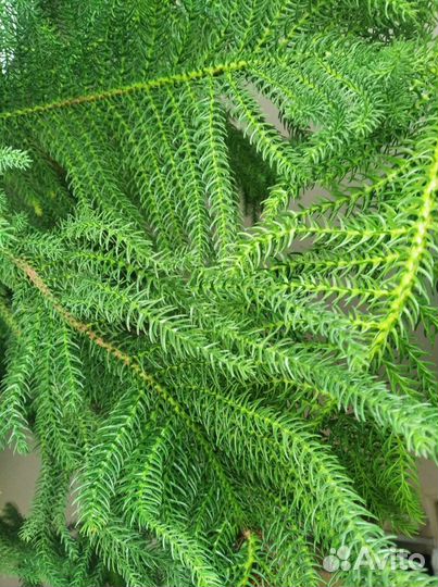 Криптомерия (японский кедр)