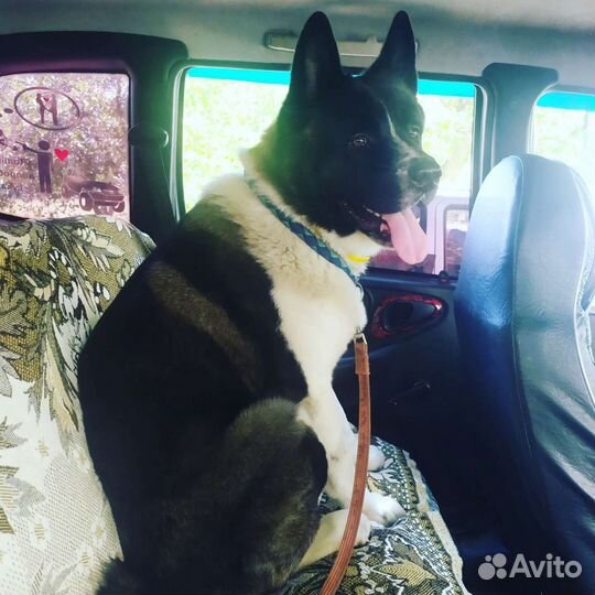 Американская акита